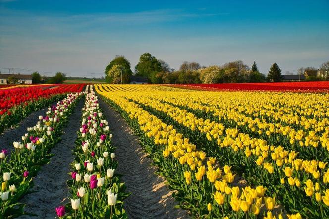 Tulipany w Świętokrzyskiem