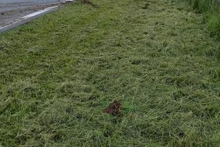 Wypadek na A4 koło Tarnowa - 26.05.2023r.