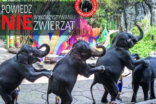 ZOO Wrocław przypomina o świadomej turystyce. To cierpienie zwierząt