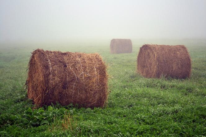 Najpiękniejsza wieś na Dolnym Śląsku? Oto wyniki plebiscytu [AUDIO]