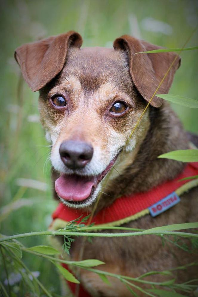 Tofiniusz czeka na nowy dom. Adoptuj psa ze schroniska w Białymstoku