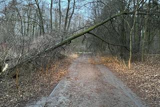 Lepiej odłożyć spacery po lasach i parkach! 