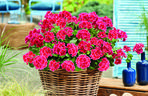Pelargonia 