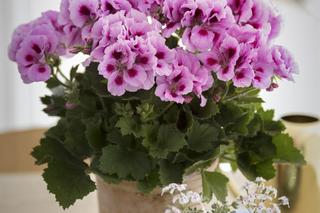 Pelargonia angielska