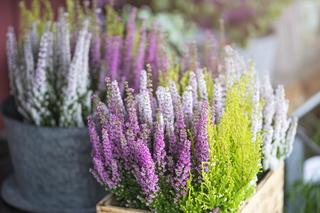 Drewniana skrzynia na balkon na kwiaty