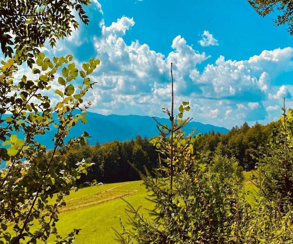 Podczas wycieczek do lasu uważajmy na kleszcze