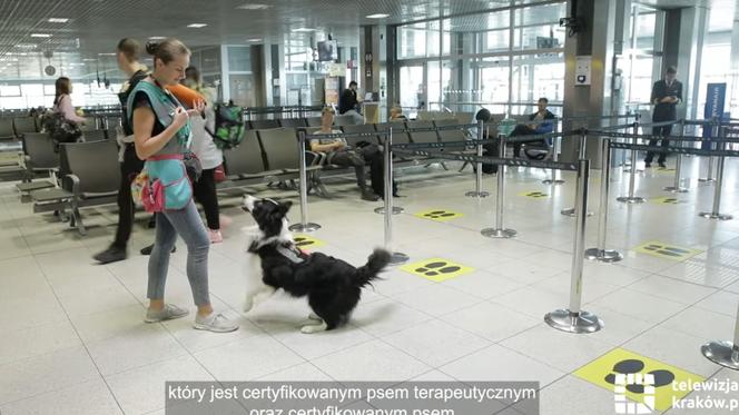 Jedyne takie psy w Europie. Czworonogi z lotniska w Krakowie-Balicach pomagają pasażerom