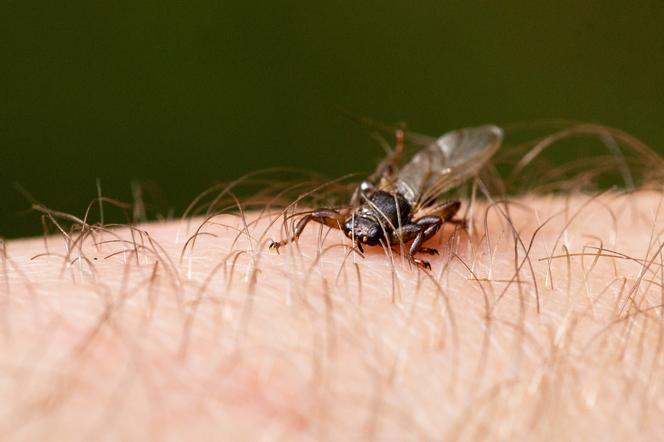 Trwa sezon na latające kleszcze. Wchodzą do oczu i nosa, na ciele ofiary zostawiają larwy