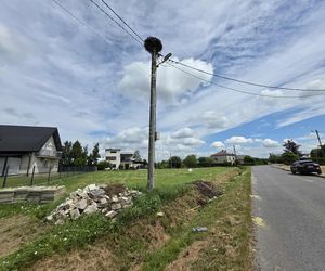 Żywioł nie oszczędził nawet bocianów. Nawałnica zabiła całą rodzinę!