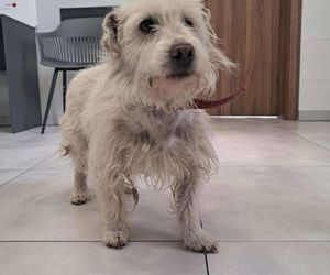  „Brudny i zaniedbany”. Kto przywiązał psa do drzewa? Policja pilnie szuka sprawcy