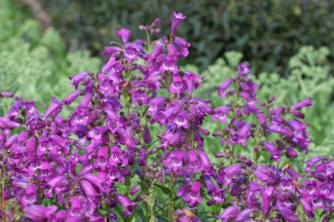 Penstemon