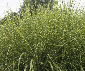 Miskant chiński ‘Zebrinus’ - Miscanthus sinensis 'Zebrinus'