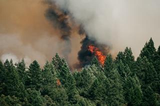 Płonął las w Odrzywole. Przerażający bilans pożarów w Mazowieckim