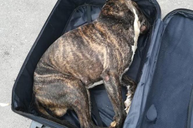 Chorzów: W pojemniku na śmieci znaleziono walizkę. W środku był... martwy pies! [ZDJĘCIE]
