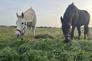 Nastolatek z mamą ratują konie po przejściach. Dzięki akcji Siano na siano zwierzęta przetrwają zimę