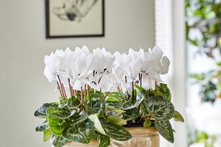 Cyklamen perski, Cyclamen persicum