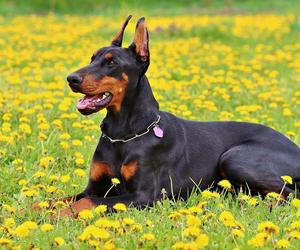 Doberman