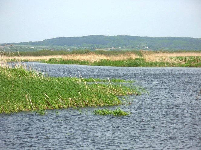 Noteć
