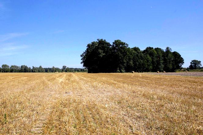 Ciągnik rozjechał Kacperka