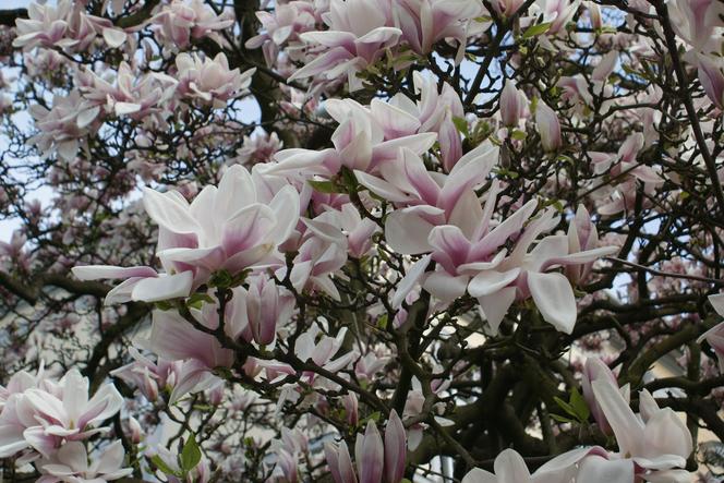 Cieszyński Szlak Kwitnącej Magnolii 