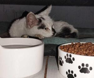 Policjanci z Bytomia uratowali kotka. Mania znalazła nowy dom 