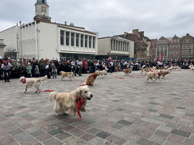 Golden Retriever WOŚP 2024 w Poznaniu. Psiaki też zbierają na dzieciaki. Kwesta na WOŚP i pokazy Golden Retrieverów 