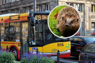 Kierowca warszawskiego autobusu uratował jeża. Bohaterska akcja w stolicy
