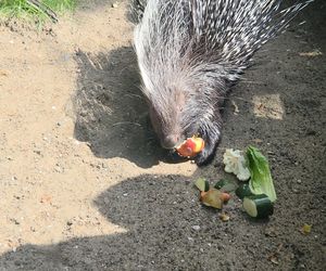 Pokazowe karmienie w myślęcińskim zoo to prawdziwy hit! Sprawdziliśmy to na miejscu