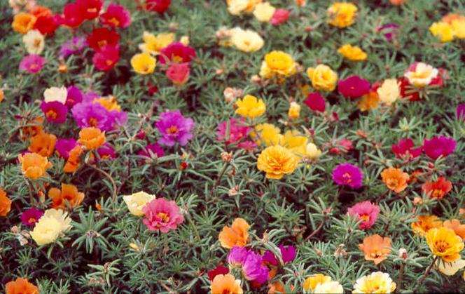 Portulaka wielkokwiatowa