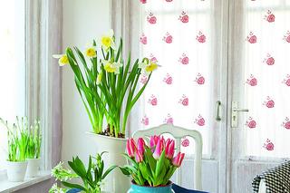 Kompozycje z wiosennych roślin cebulowych