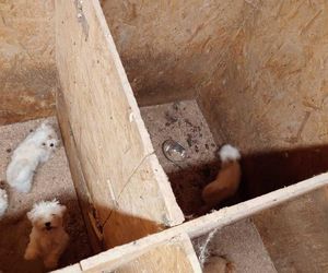 Skandal w pseudohodowli pod Krakowem! Psy żyły we własnych odchodach. Właścicielce grozi więzienie