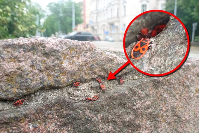 Czerwone owady opanowały centrum Szczecina. Nie są groźne, a wręcz bardzo pożyteczne