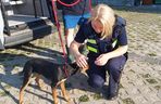 Strażnicy miejscy ruszyli na pomoc szczeniakowi