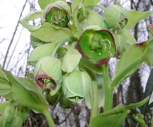 Ciemiernik cuchnący