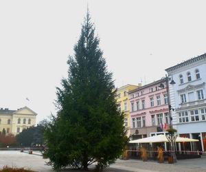 Bydgoszcz. Na Starym Rynku stanęła już choinka 