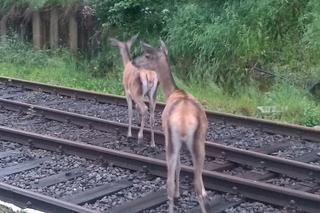 Dworzec kolejowy opanowany przez... jelenie!