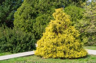 Cyprysik groszkowy 'Filifera Aurea' - Chamaecyparis pisifera 'Filifera Aurea'