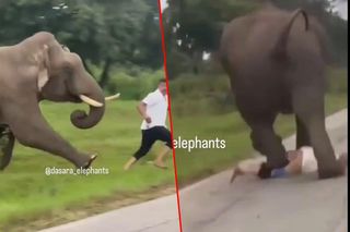 Turysta chciał selfie ze słoniem. Gorzko tego pożałował