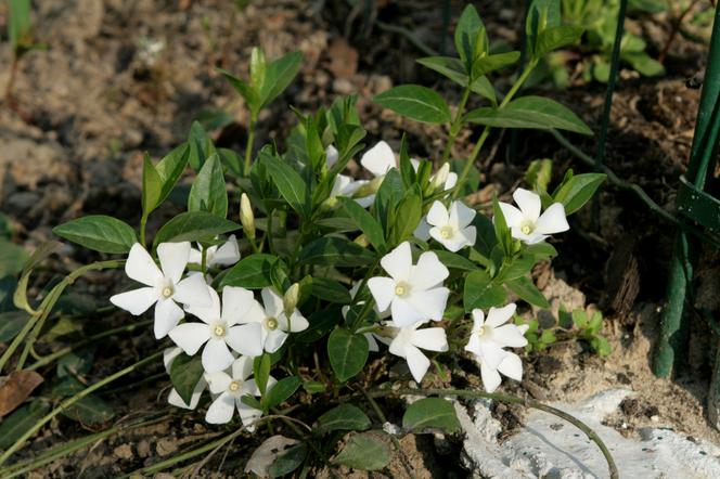 Barwinek pospolity 'Alba' - Vinca minor 'Alba'