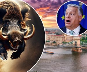 Dziki najechały Orbana! Stado dokazuje pośrodku Budapesztu
