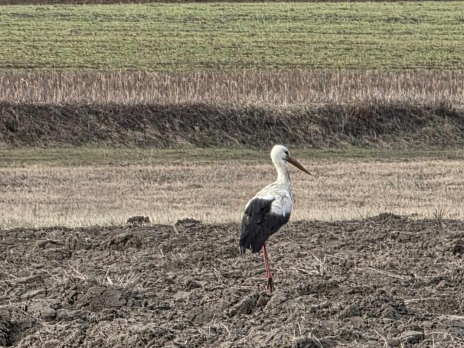 Pierwszy Bocian w Polsce dostał imię Radziwił. 