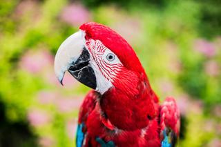 Papugarnia w Rzeszowie