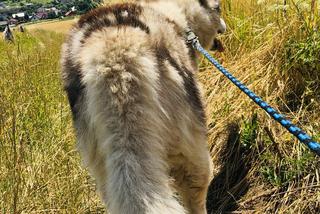 Wielichowska wyczesała psa na maksa
