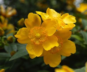 Dziurawiec 'Hidcote'