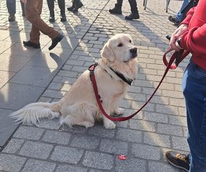 33. Finał WOŚP z grupą krakowskich Golden Retrieverów