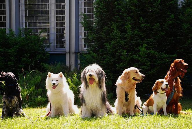 Dogoterapia