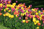 Tulipany w ogrodzie