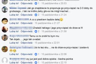  Przywiązali psa do drzewa. Internauci szukali okrutnych właścicieli szczeniaka