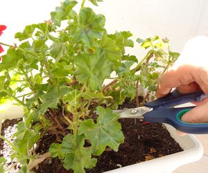 Zimowanie pelargonii