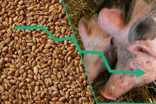 Niskie ceny zbóż to wina upadającej hodowli? Szansą może być nowy trend na polskich talerzach